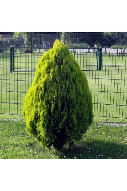 Золотистий конус туї Голден Мінарет.